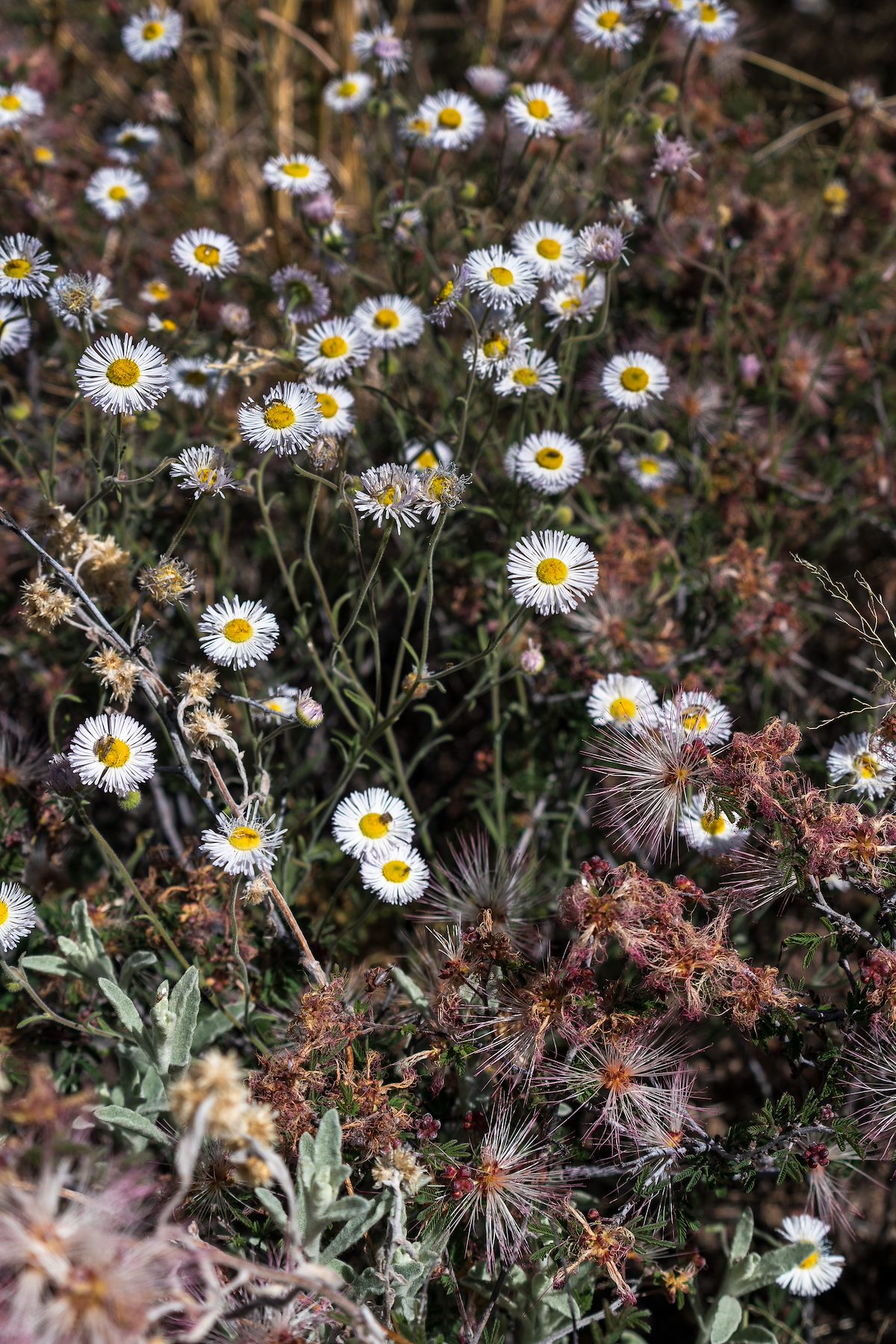 2016 March Fleabane along the Ventana Trail