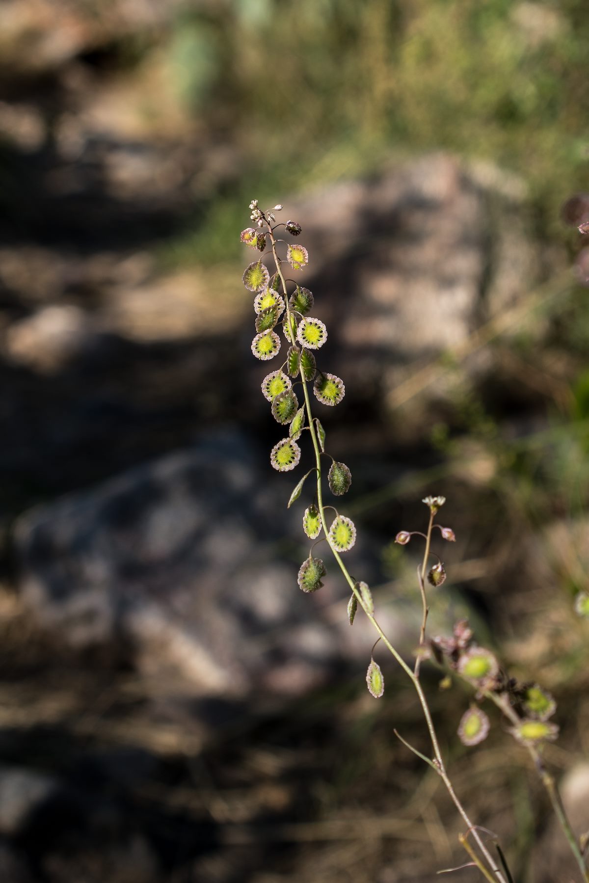 2016 March Fringepod on the Pontatoc Canyon Trail