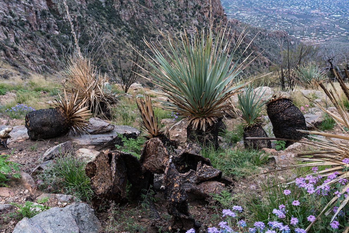 2016 March Looking towards Tucson on the Pontatoc Canyon Trail