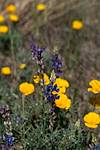 2016 March Lupine and Poppies