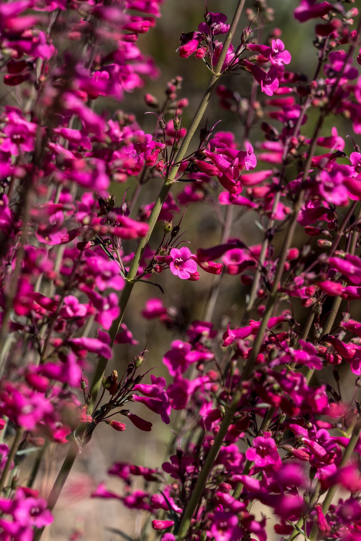 2016 March Penstemon 02