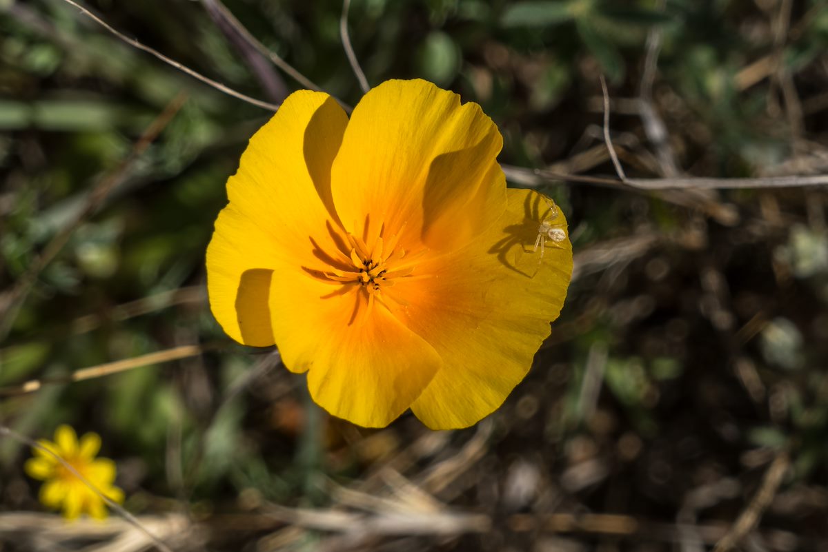 2016 March Poppy and Spider