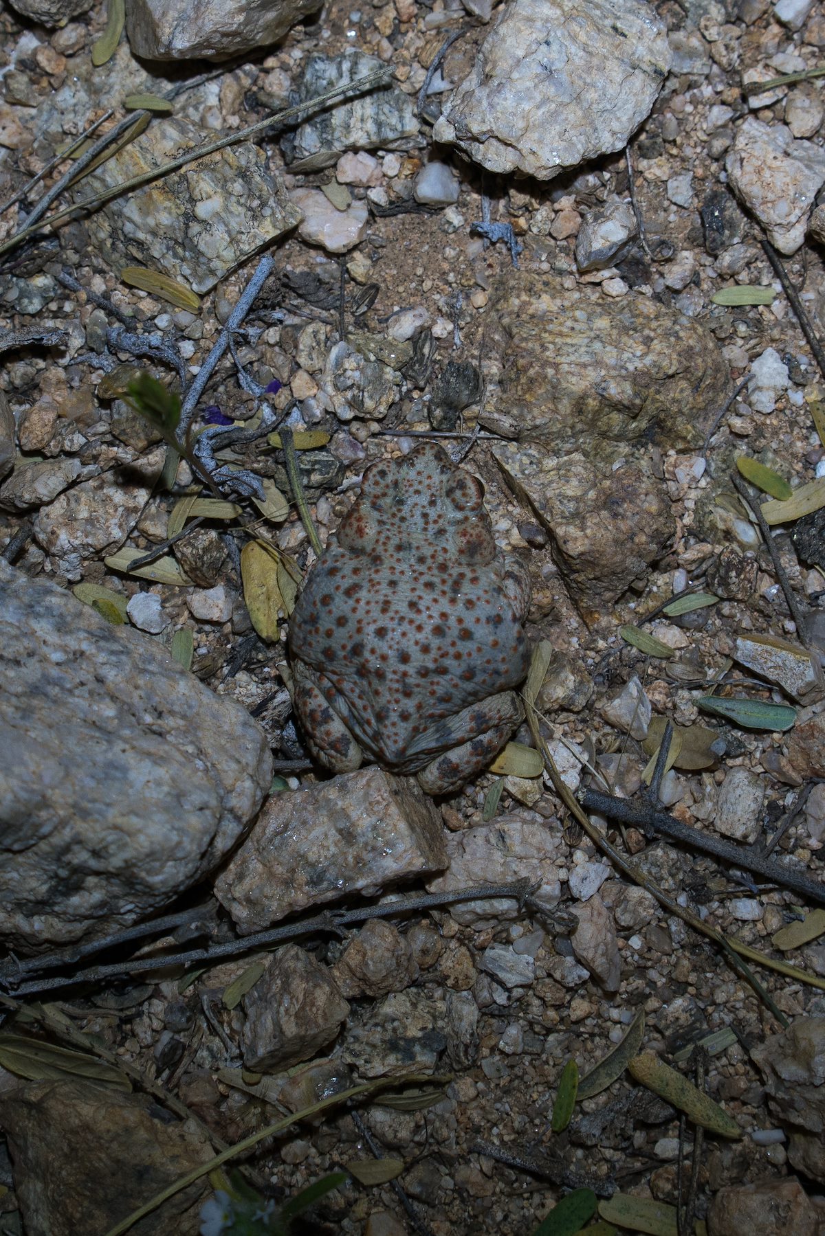 2016 March Red Spotted Toad