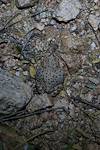 2016 March Red Spotted Toad