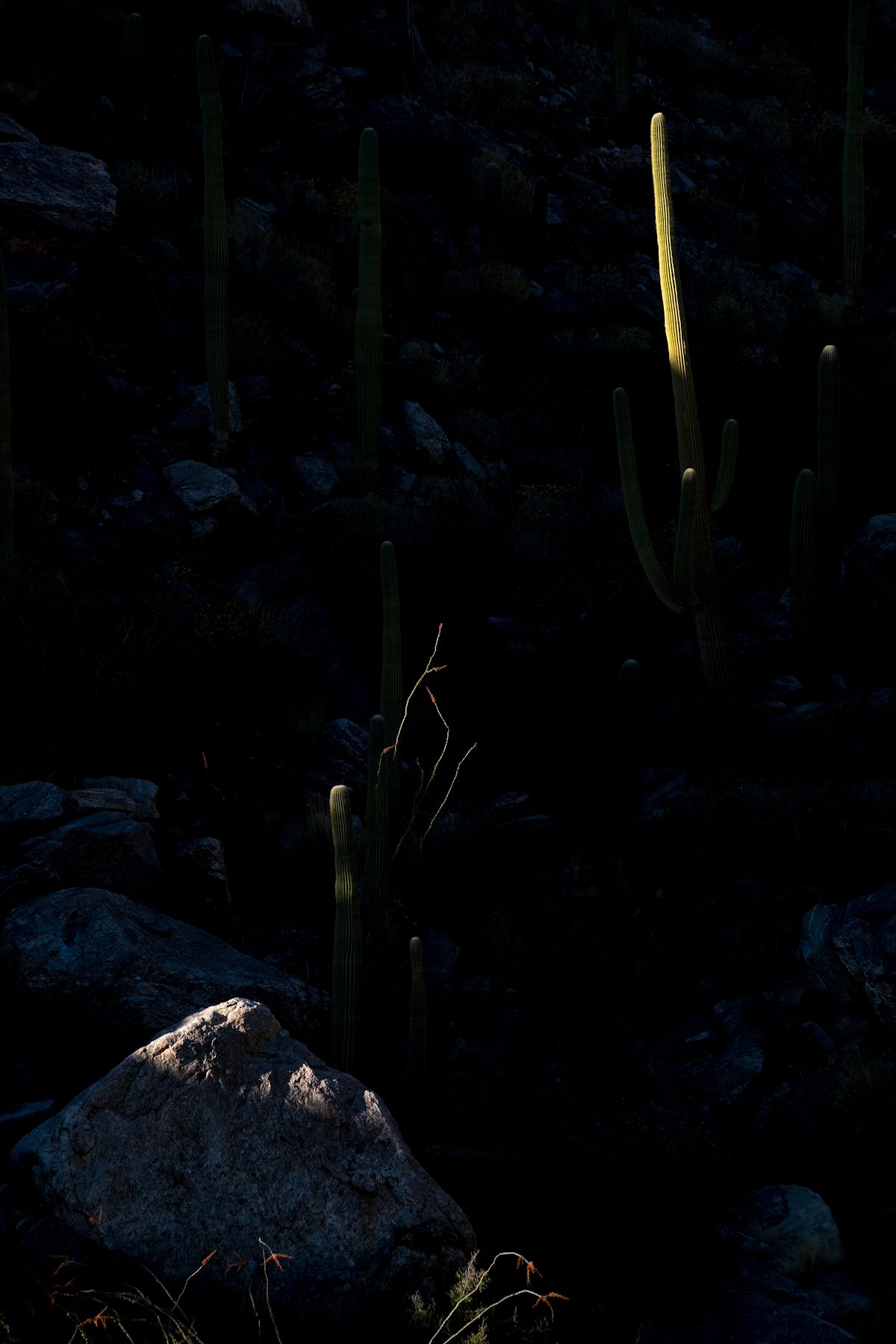 2016 March Saguaro in Pontatoc Canyon