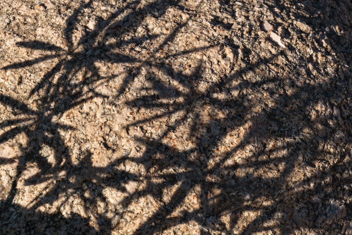 2016 March Shadows on the Trail