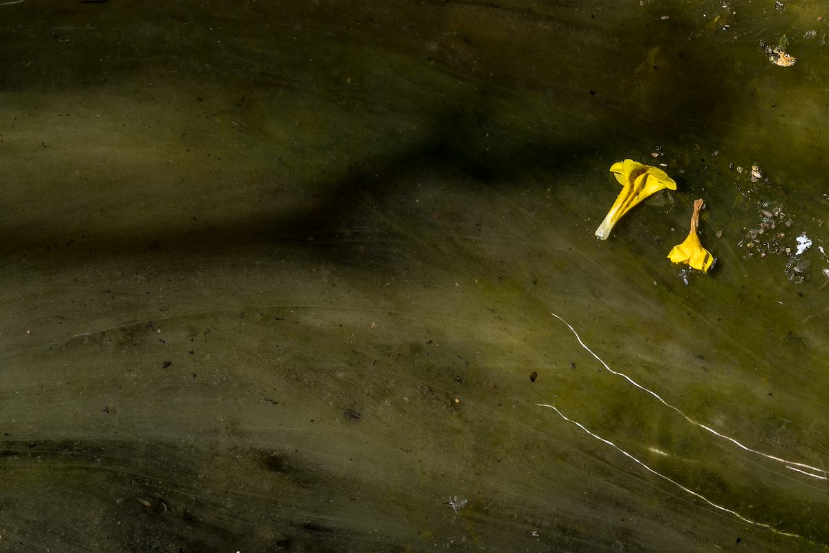 2016 March Slime Stream