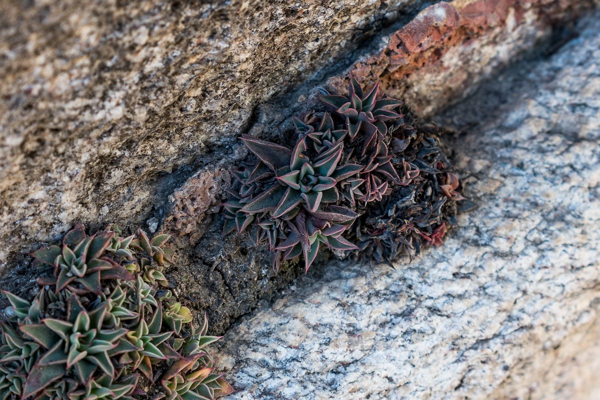 2016 March Small Succulent along the Ventana Trail
