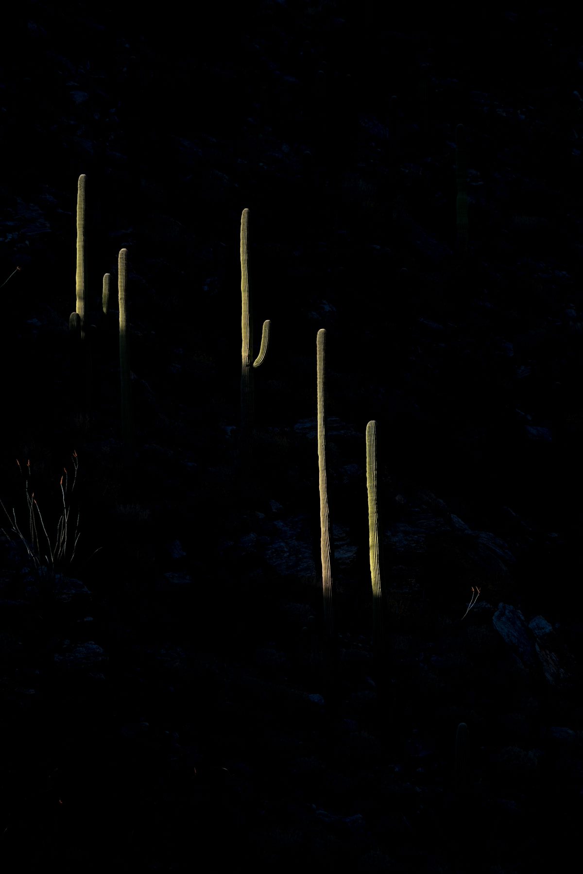 2016 March Sun and Saguaro