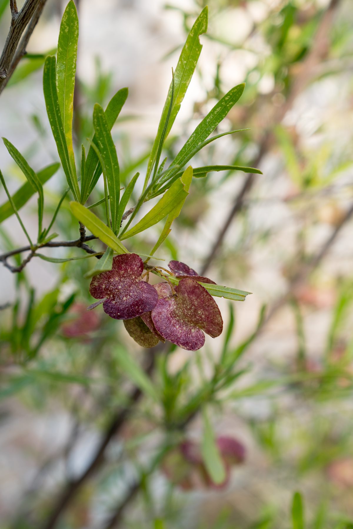 2016 March Unknown in Sabino Canyon