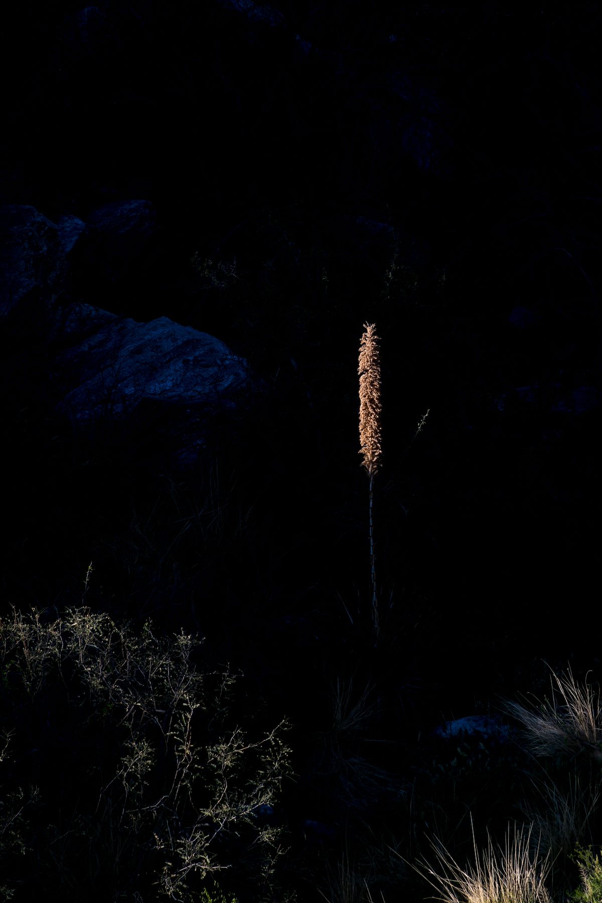 2016 March Yucca in the Sun