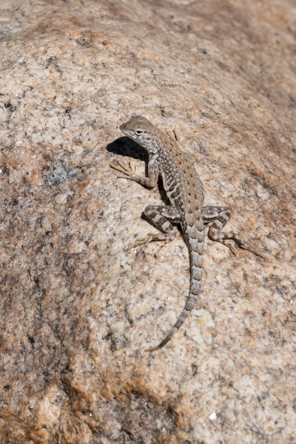 2016 March Zebra-Tailed Lizard on the Canyon Loop Trail