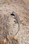2016 March Zebra-Tailed Lizard on the Canyon Loop Trail