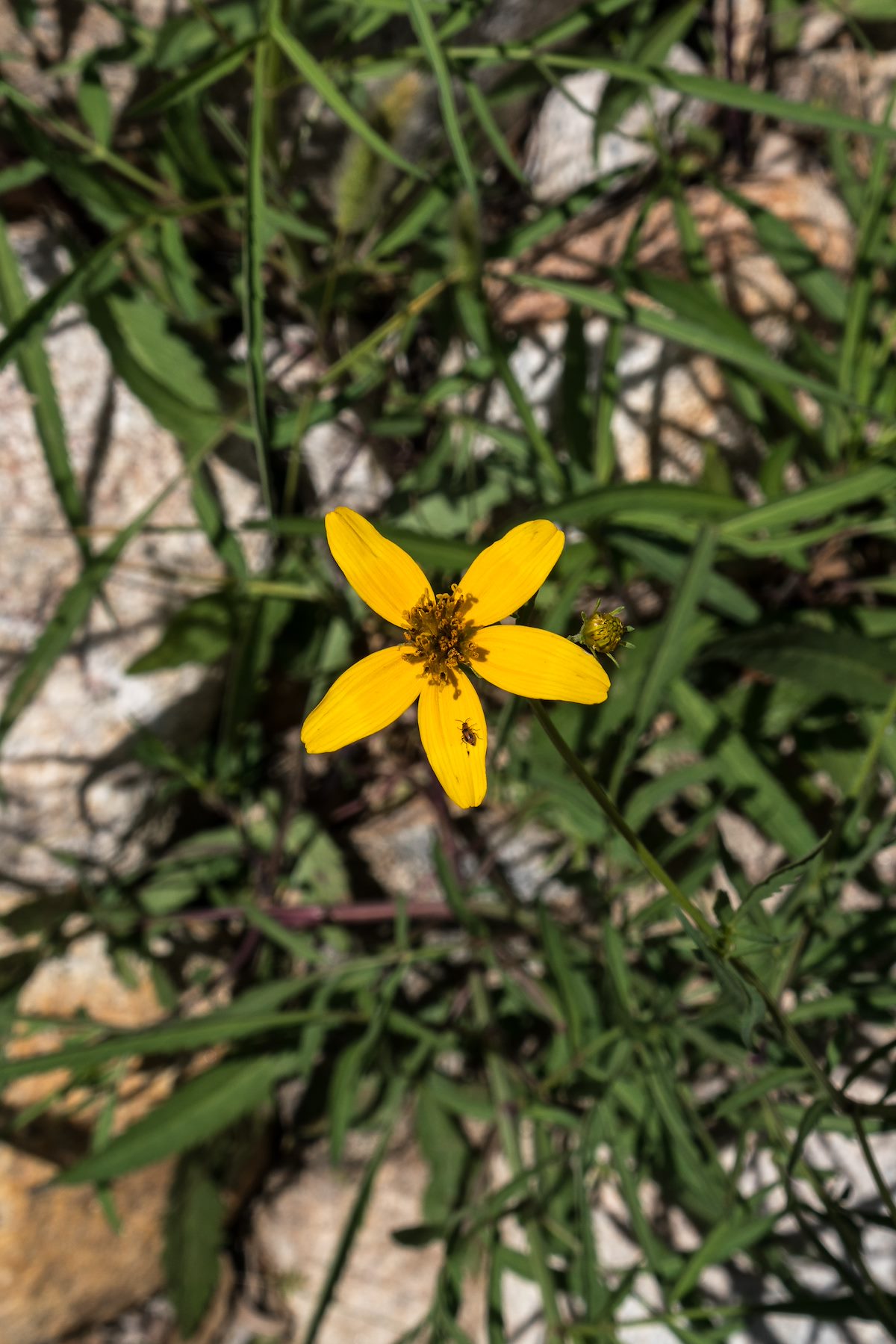 2016 May Arizona Beggarticks