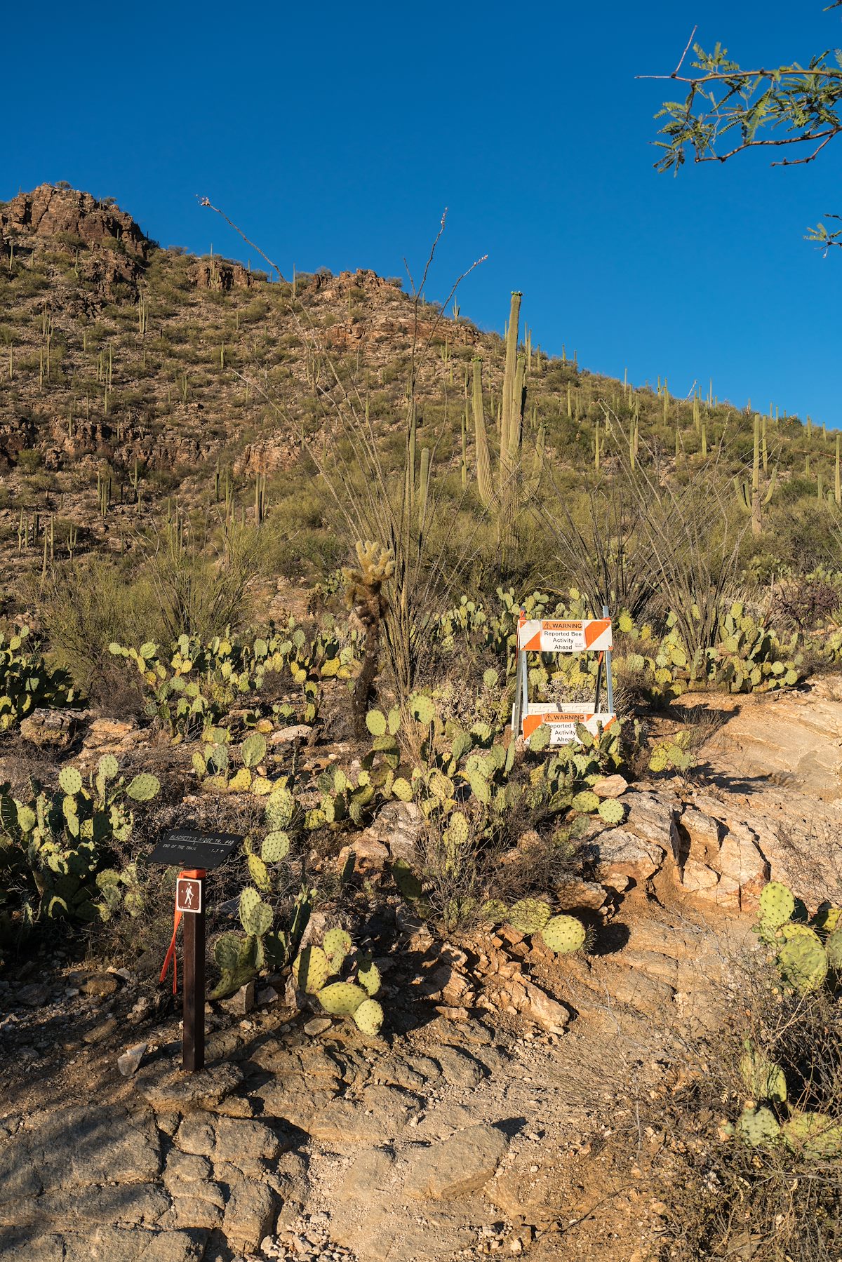 2016 May Bee Warning Sign