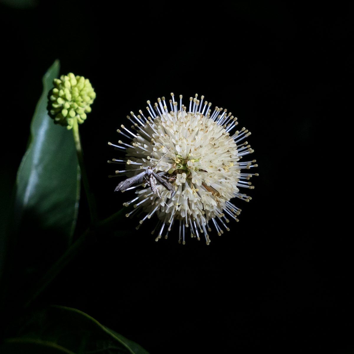 2016 May Buttonbush