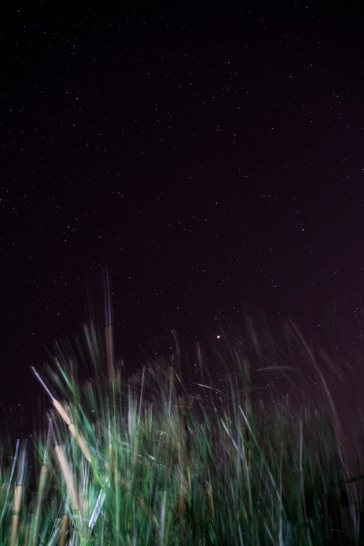 2016 May Cattails in Sabino Canyon