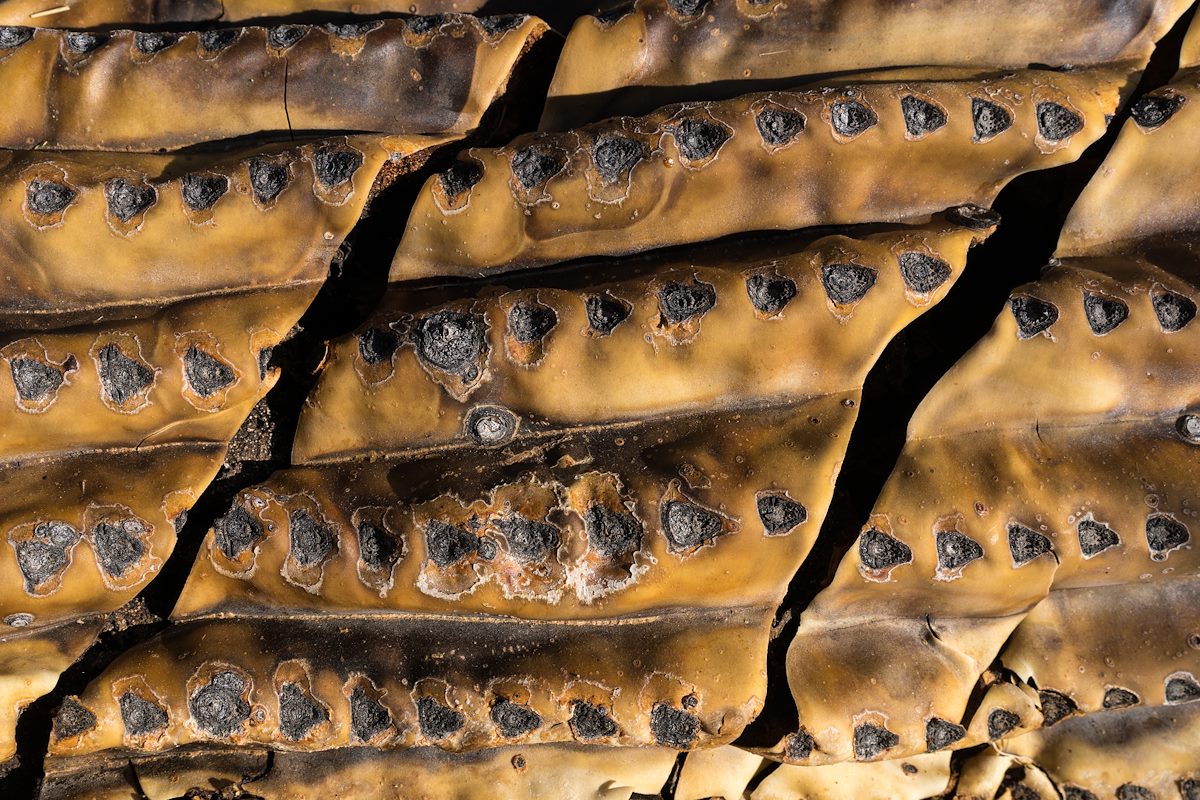 2016 May Death and Decay