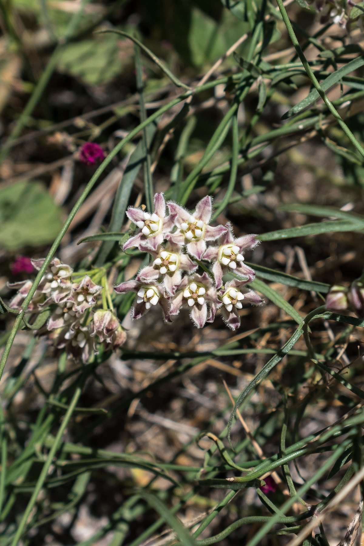 2016 May Fringed Twinevine in Catalina State Park