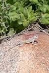 2016 May Lizard in Catalina State Park