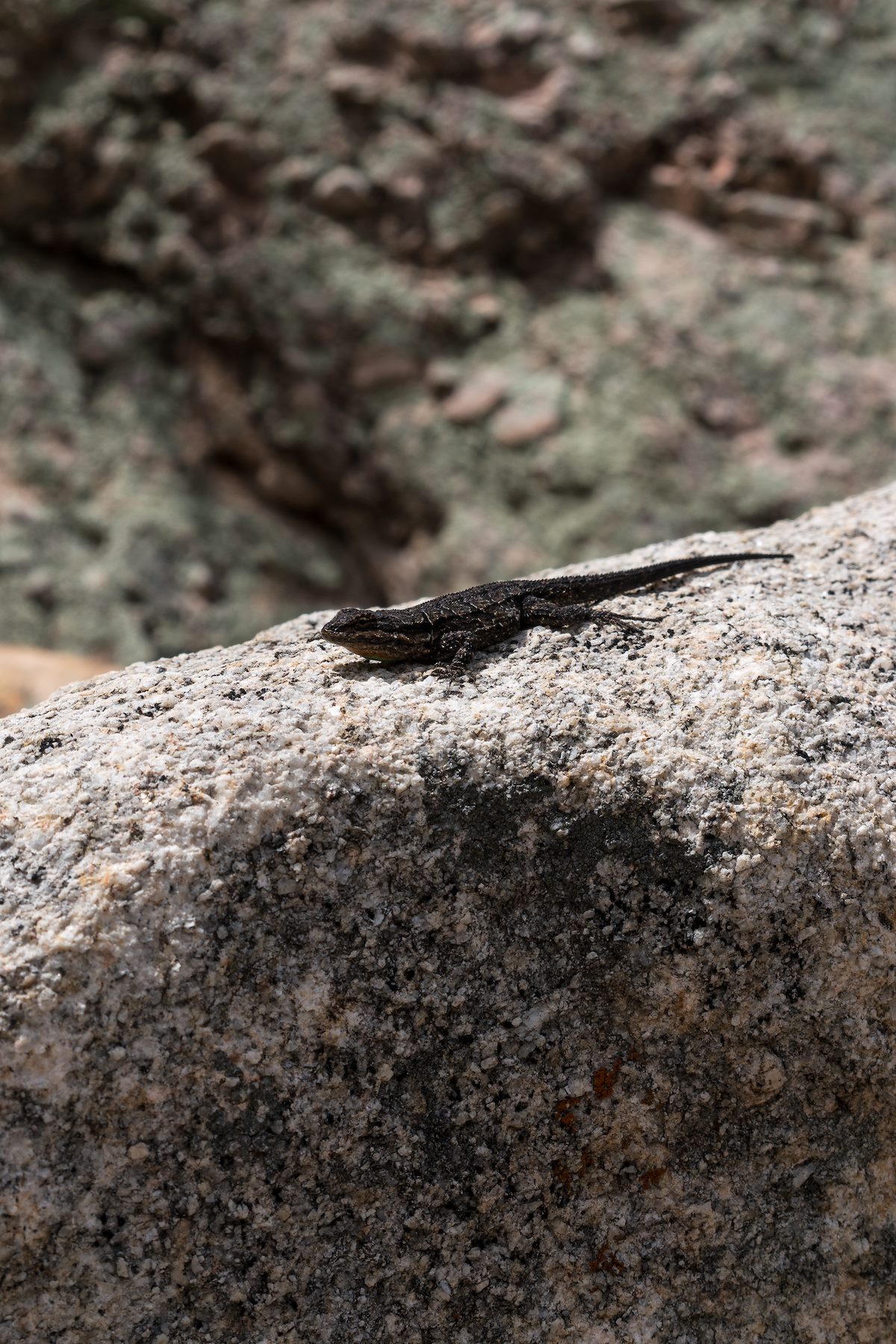 2016 May Lizard in Romero Canyon