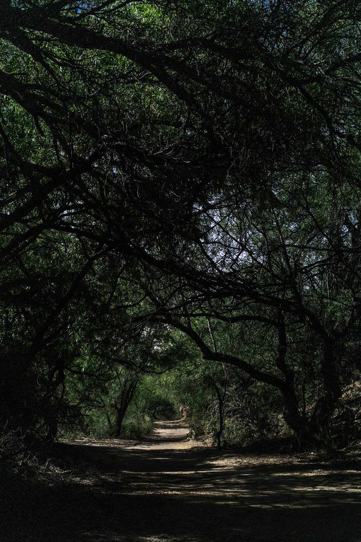 2016 May Moonlight thru the trees in Sabino Canyon