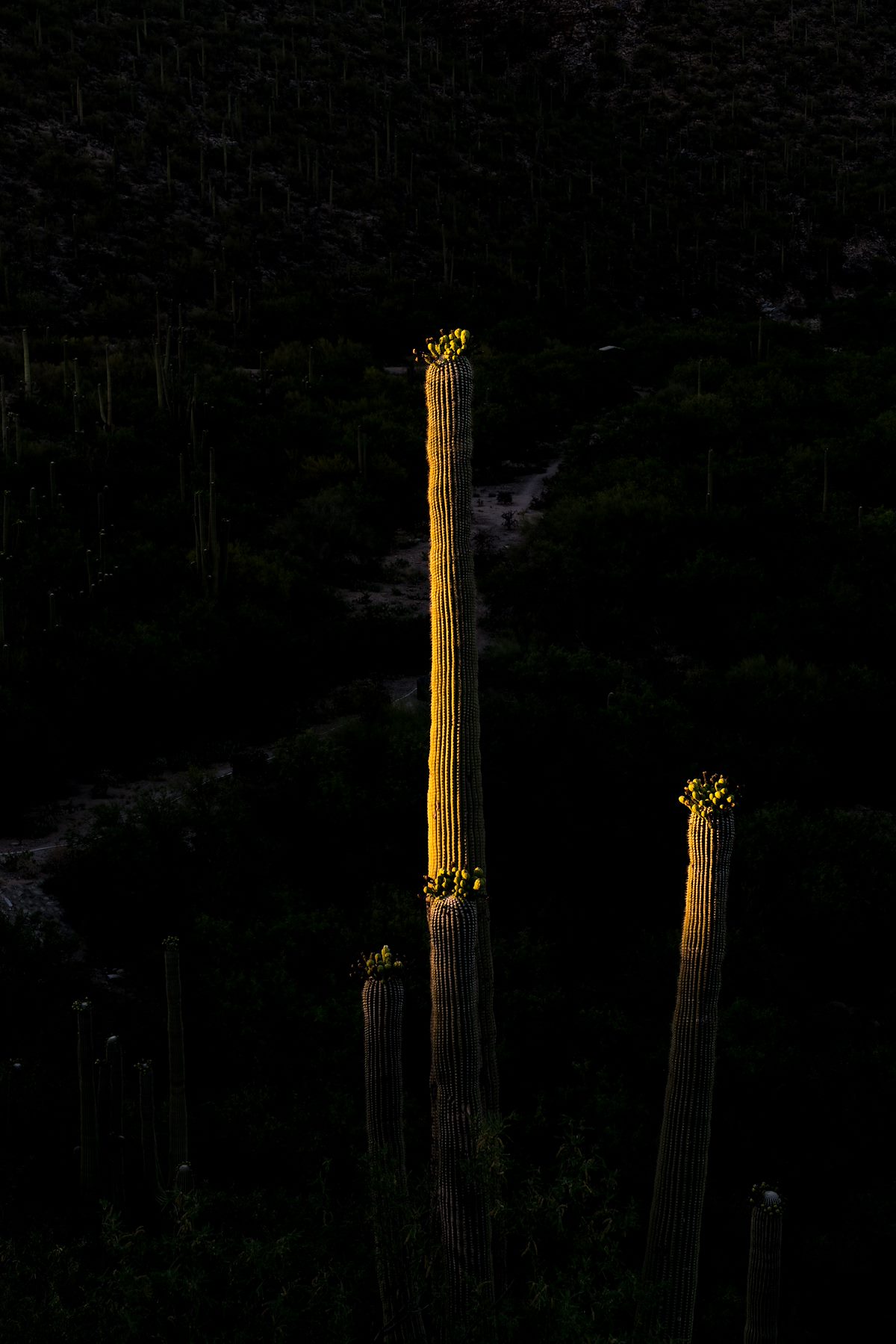 2016 May Saguaro above Bear Canyon