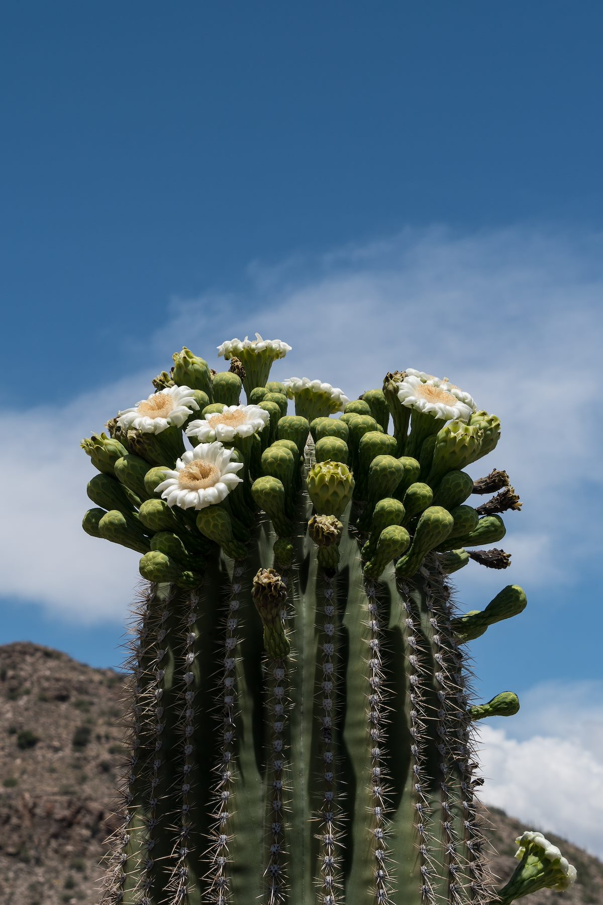 2016 May Saguaro Along the Highway
