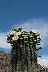 2016 May Saguaro Along the Highway