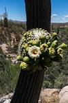 2016 May Saguaro Flower in Catalina State Park