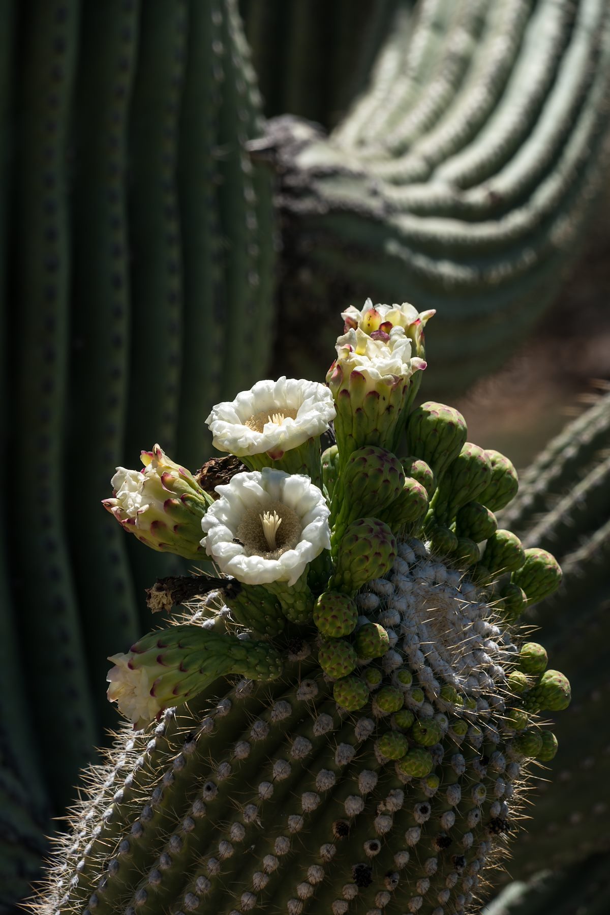 2016 May Saguaro Flowers