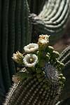 2016 May Saguaro Flowers