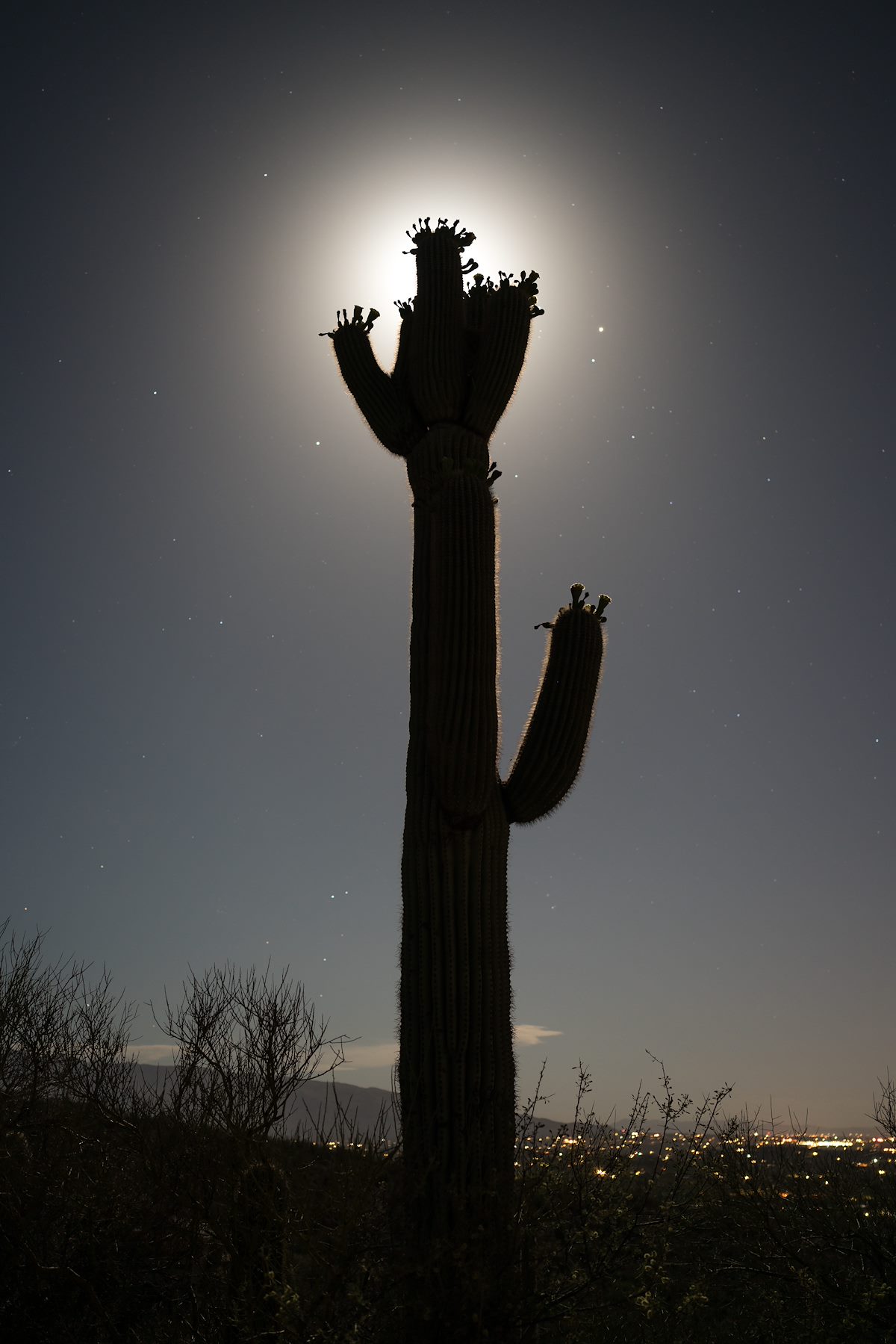 2016 May Saguaro in the Moonlight