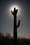 2016 May Saguaro in the Moonlight