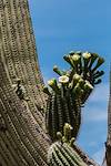 2016 May Saguaro Near Romero Canyon