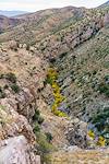 2016 November A Ribbon of Color in Edgar Canyon from the Davis Spring Trail
