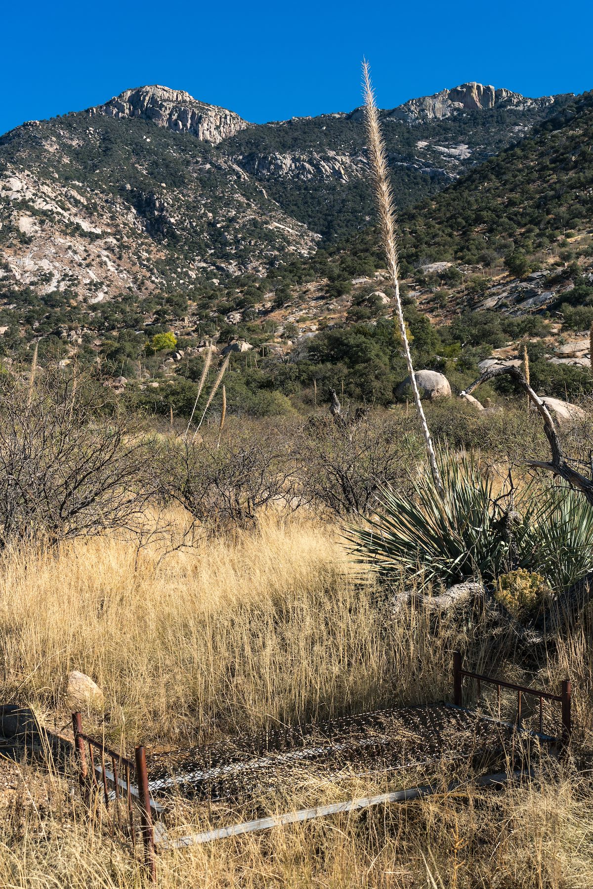 2016 November Deer Camp on the west side of the Santa Catalina Mountains