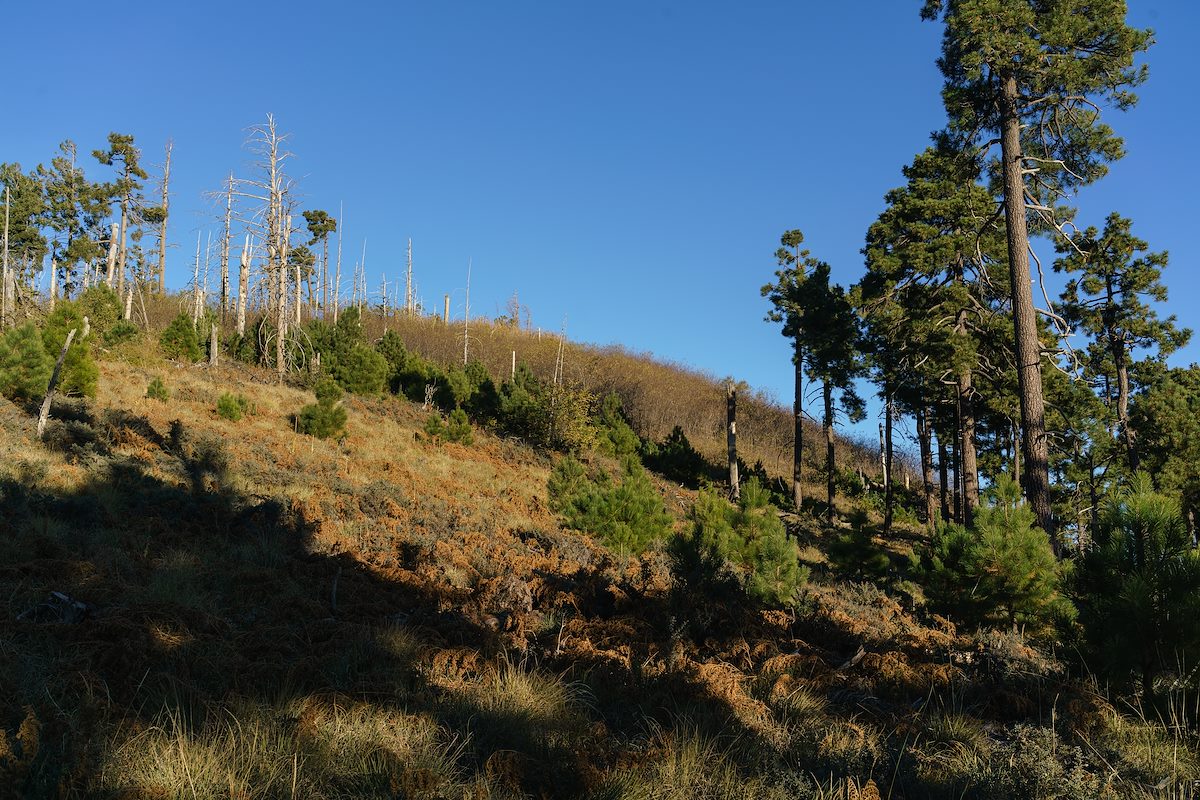 2016 November New Mexico Locust on Kellogg Mountain