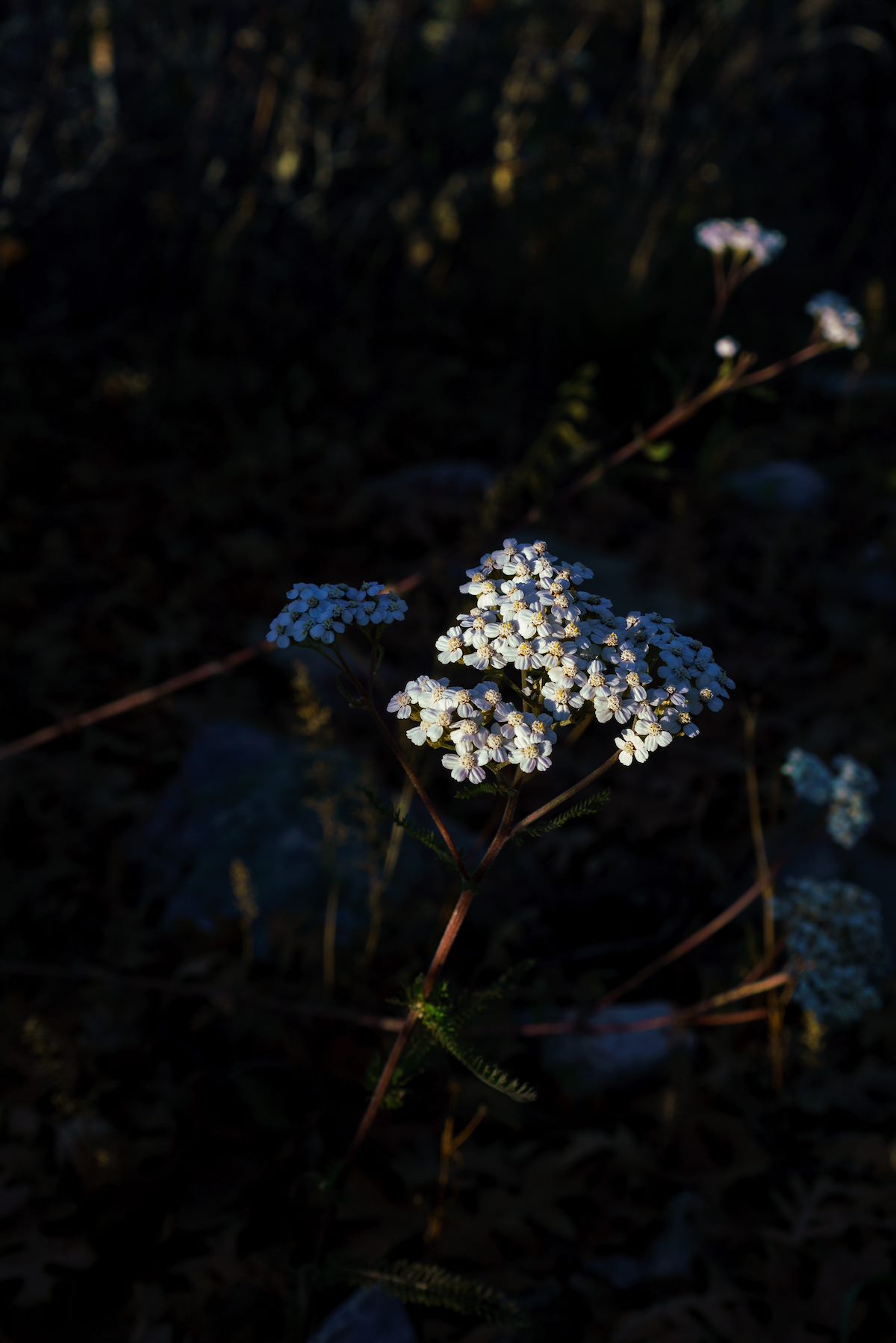 2016 November November Yarrow