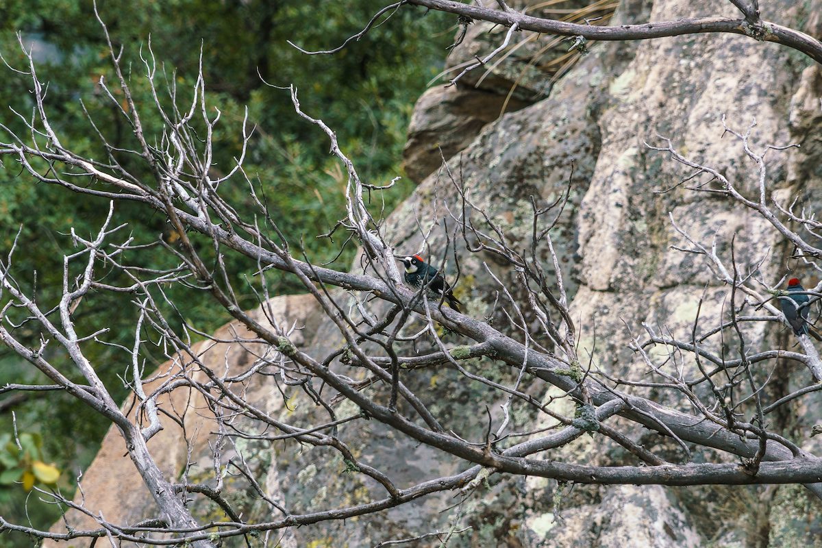 2016 October Acorn Woodpecker near the Crystal Spring Trail