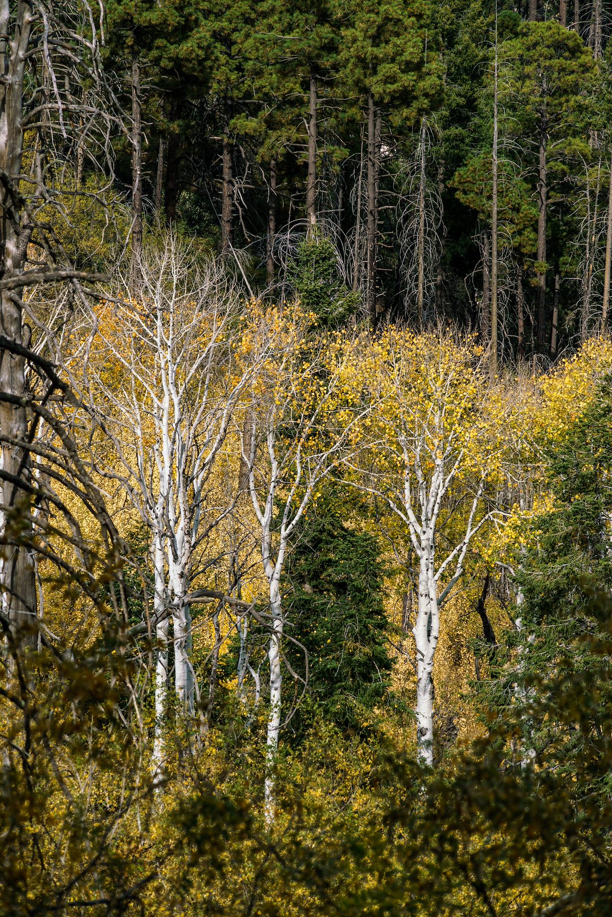 2016 October Aspens from the Aspen Trail