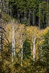 2016 October Aspens from the Aspen Trail
