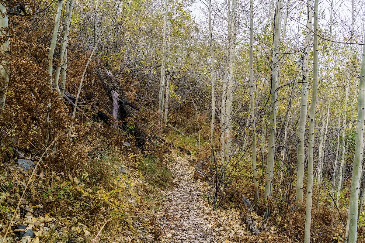 2016 October Bare Aspens on the Red Ridge Trail
