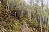 2016 October Bare Aspens on the Red Ridge Trail