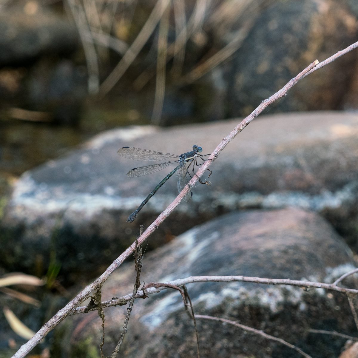 2016 October Damselfly near the Sutherland Trail
