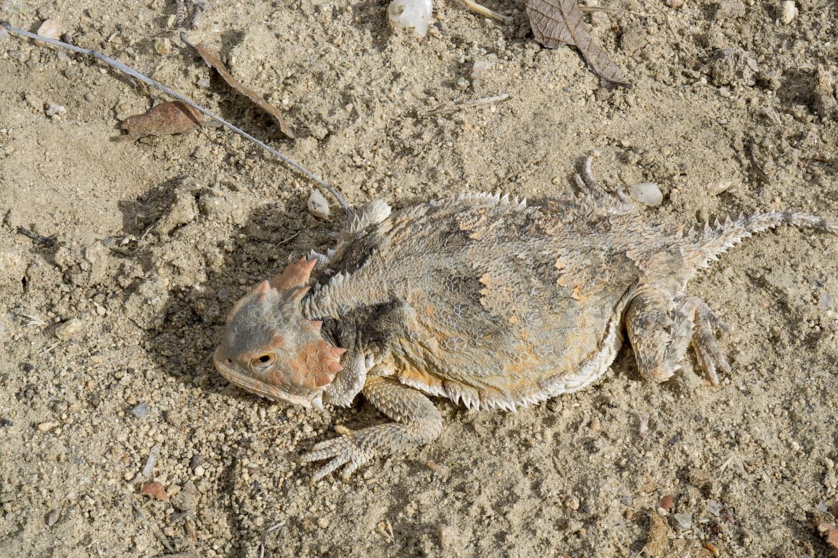 2016 October Horned Lizard on Lombar Hill