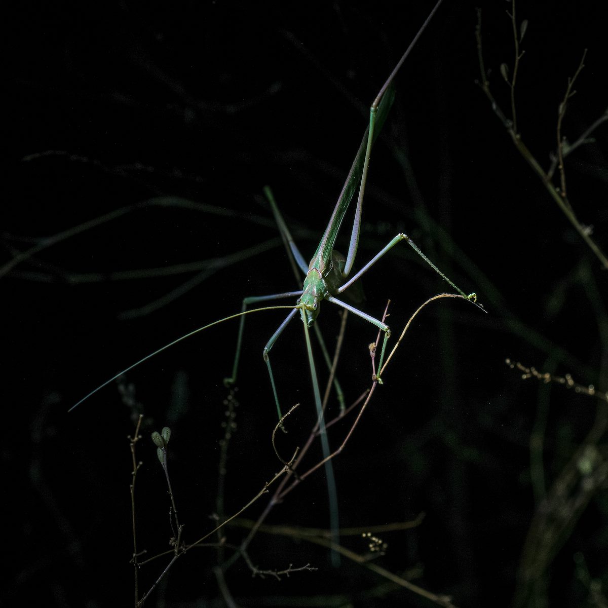 2016 October Katydid near the Sutherland Trail