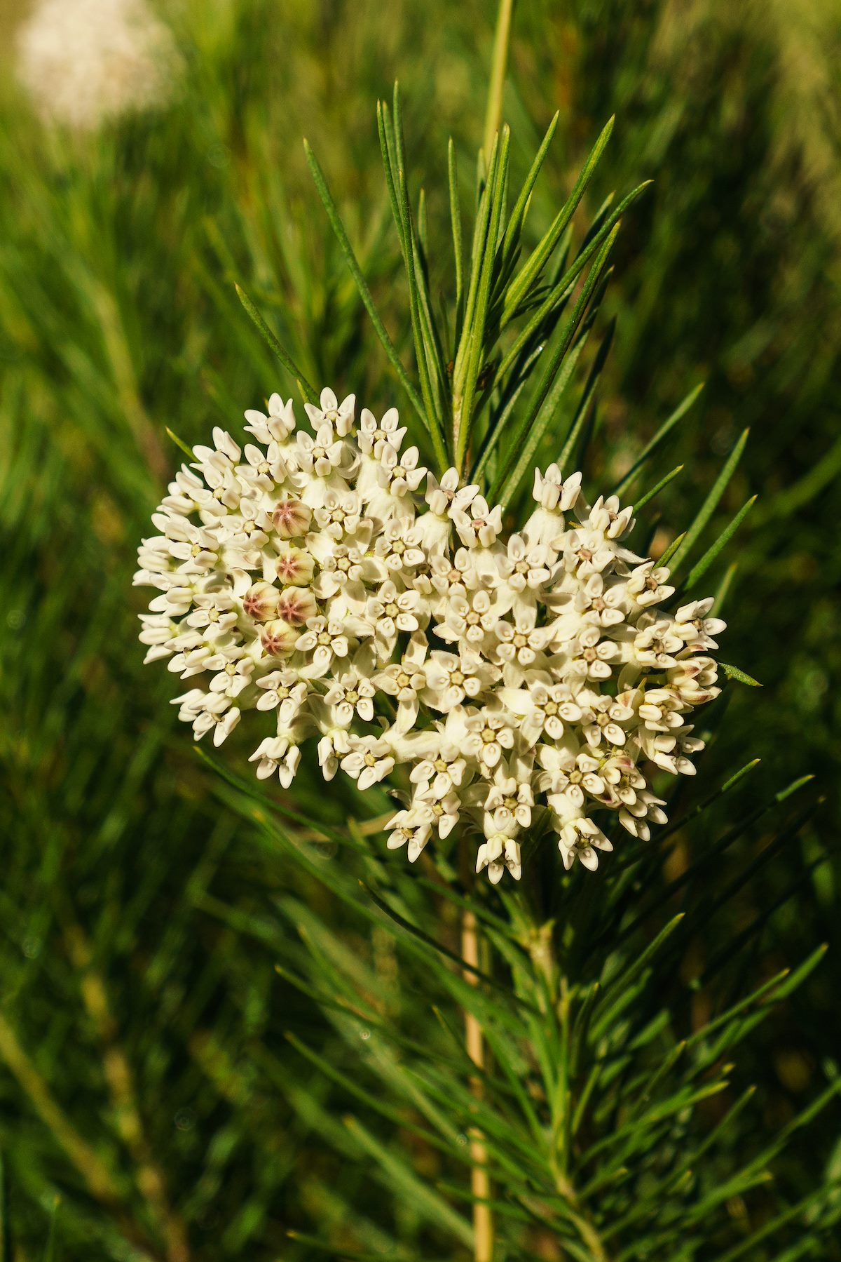 2016 October Pineneedle Milkweed Flower