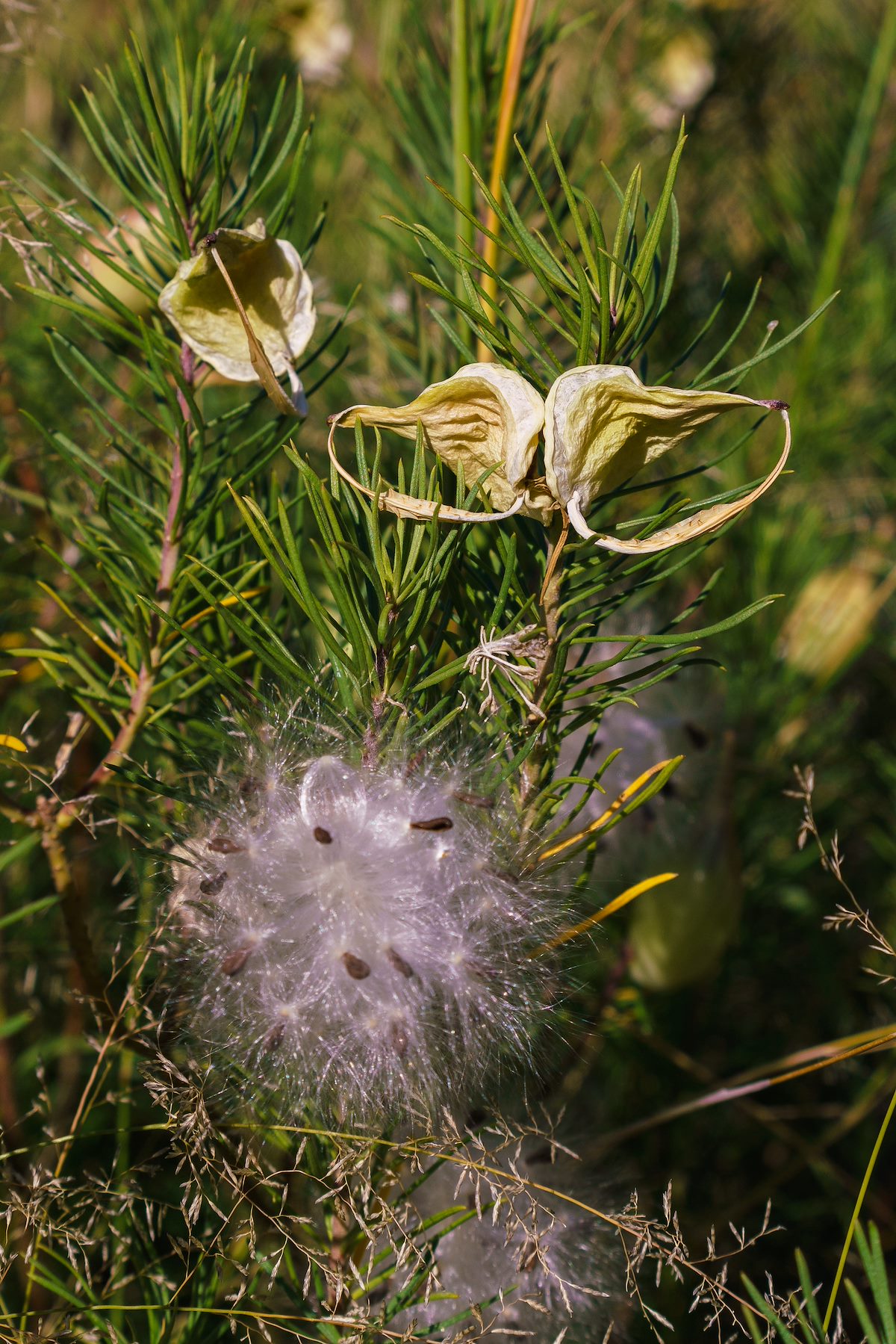 2016 October Pineneedle Milkweed