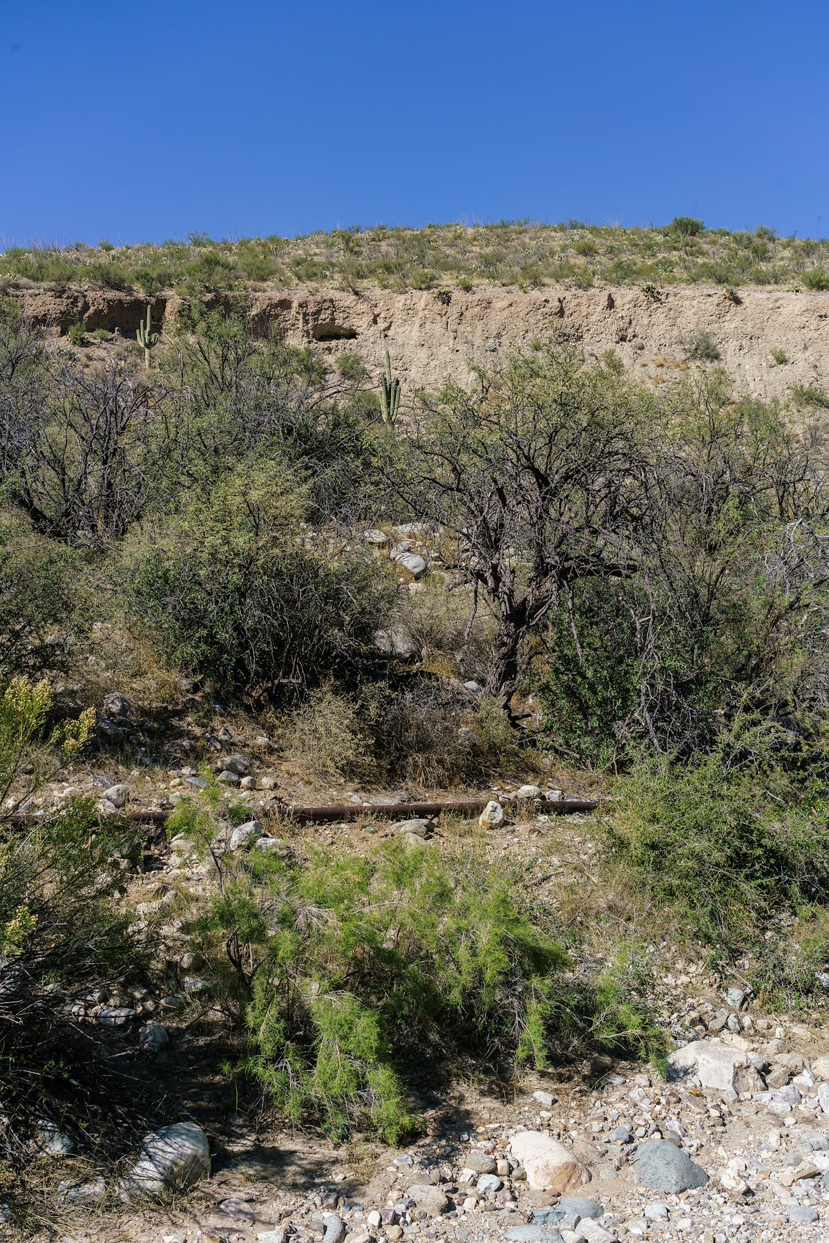 2016 October Pipe along Alder Canyon